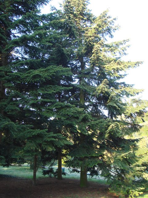 Abies nordmanniana
